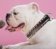 English Bulldog Leather Spiked Dog Collar English Bulldog Leather Spiked Dog Collar