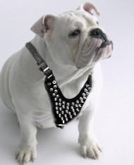British bulldog Spiked Dog Harness British bulldog Spiked Dog Harness
