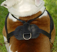 leather dog harness for english bulldog
