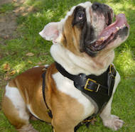 dog harness for english bulldog