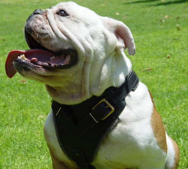 leather dog harness for english bulldog