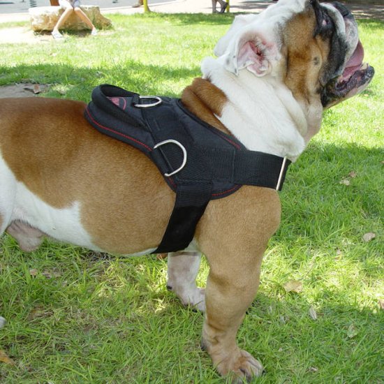 british bulldog harness and lead