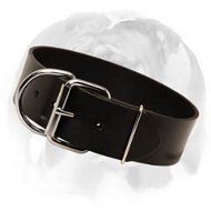 Smart design of leather dog collar for English Bulldog breed Smart design of leather dog collar for English Bulldog breed