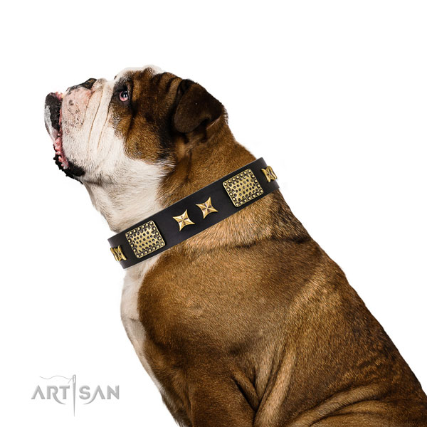 Fancy walking dog collar with unique embellishments