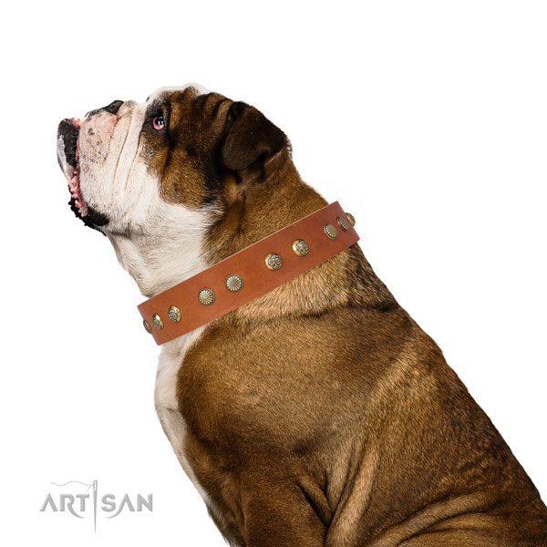 Stunning embellishments on everyday use full grain leather dog collar