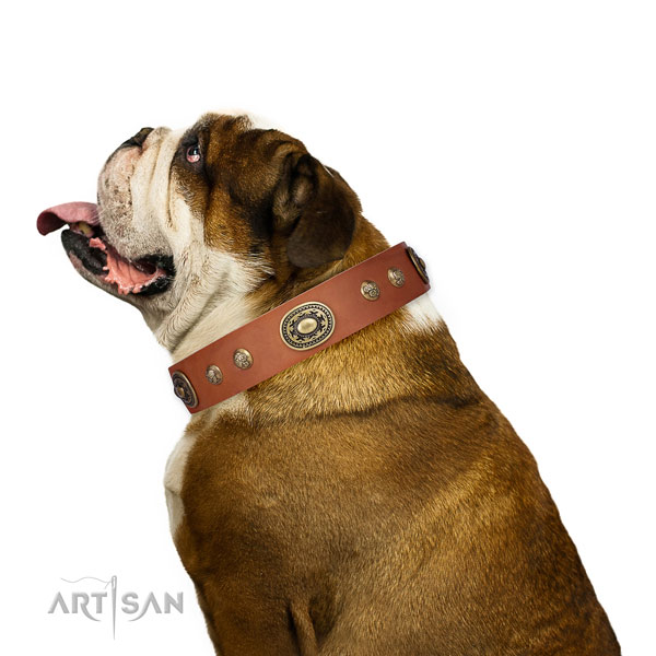 Extraordinary studs on easy wearing dog collar