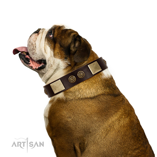 Walking dog collar of leather with extraordinary embellishments