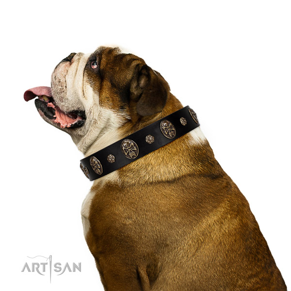 Comfy wearing dog collar of natural leather with designer decorations