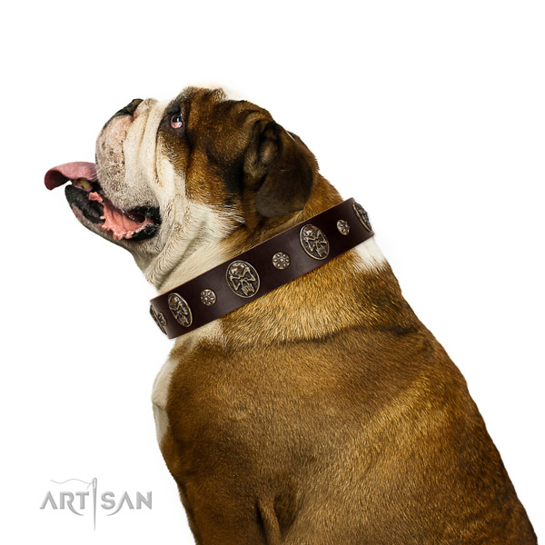 Stylish walking dog collar of natural leather with stylish design adornments