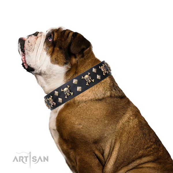 English Bulldog fashionable full grain genuine leather dog collar for easy wearing