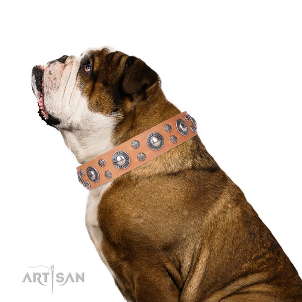 English Bulldog awesome full grain leather dog collar for daily walking