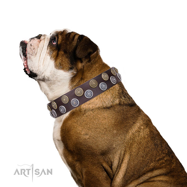 English Bulldog embellished leather dog collar for everyday walking
