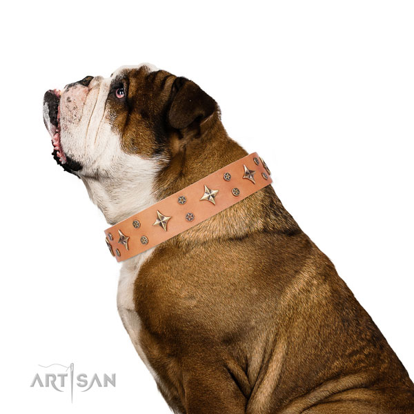 English Bulldog inimitable full grain natural leather dog collar for stylish walking