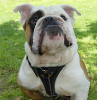 Nylon Dog Harness for English Bulldog ✪ - £48.50