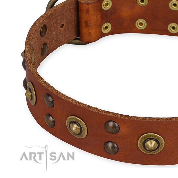 Leather collar with durable fittings for your beautiful canine