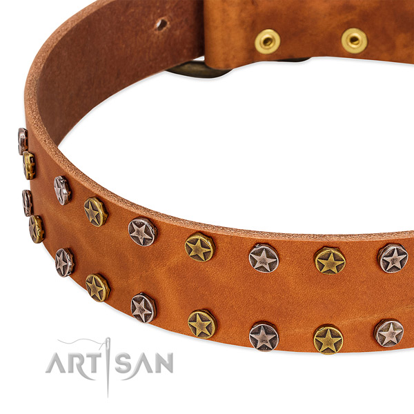 Everyday use full grain genuine leather dog collar with impressive adornments
