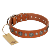 "Natural Beauty" FDT Artisan Tan Leather English Bulldog Collar with Shining Silver-like Studs "Natural Beauty" FDT Artisan Tan Leather English Bulldog Collar with Shining Silver-like Studs