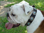 Chic English Bulldog Dog Collar with Nickel Plated Circles With Blue Stones in the Center Chic English Bulldog Dog Collar with Nickel Plated Circles With Blue Stones in the Center