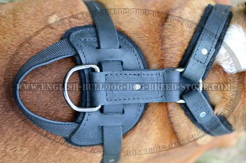 English Bulldog  harness with D-ring 