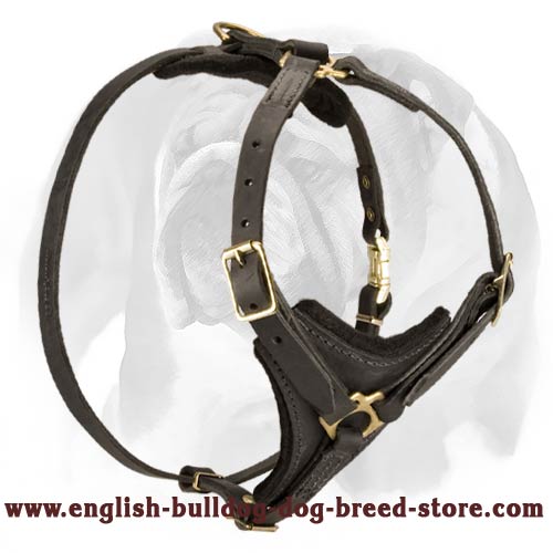 Premium Leather Dog Harness with Brass Fittings for English Bulldog breed