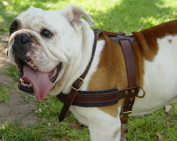 Super Light Weight Tracking Pulling Leather Dog Harness For English Bulldog H5 1020 Tracking Pulling Dog Harness English Bulldog Harness English Bulldog Muzzle English Bulldog Collar Dog Leash